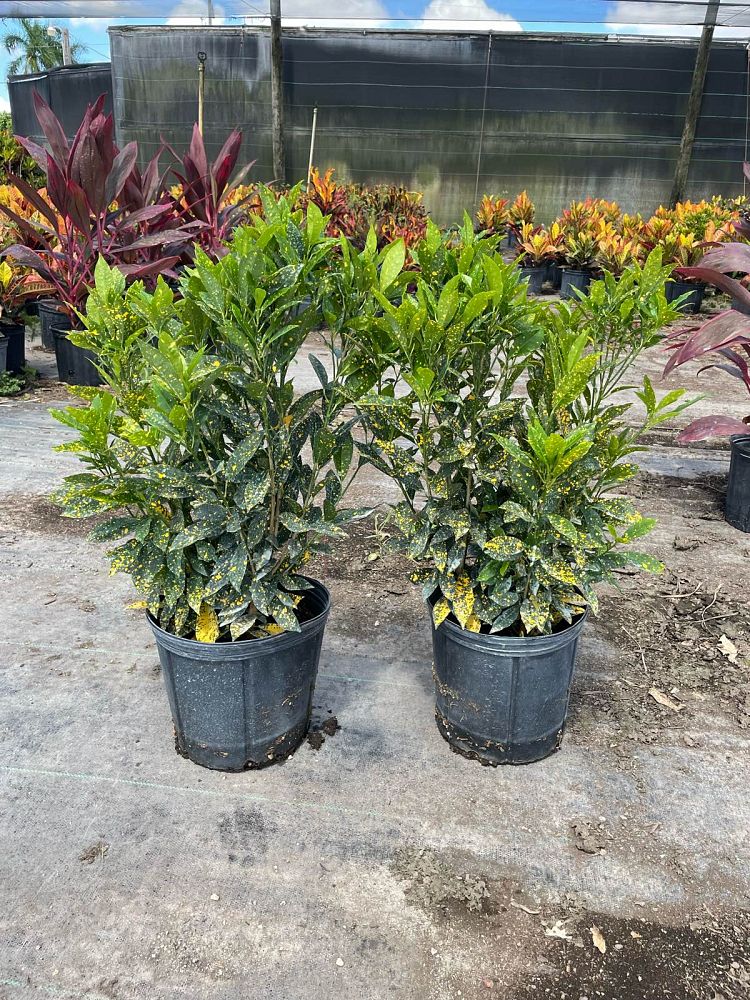 codiaeum-variegatum-gold-dust-croton