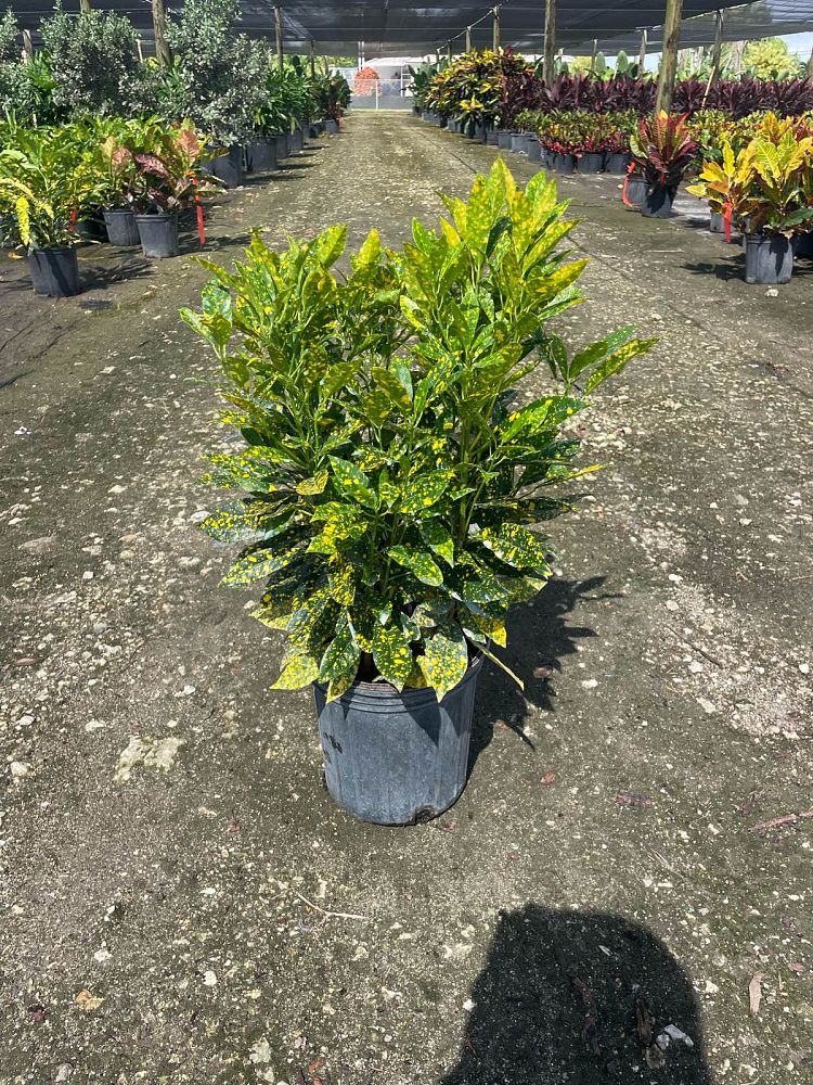 codiaeum-variegatum-gold-dust-croton