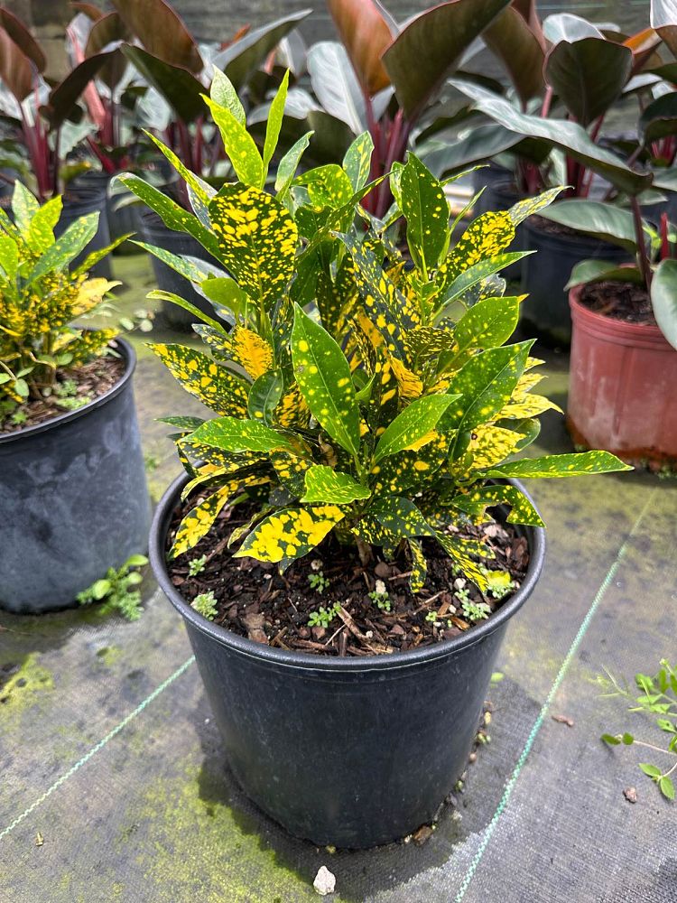 codiaeum-variegatum-gold-dust-croton