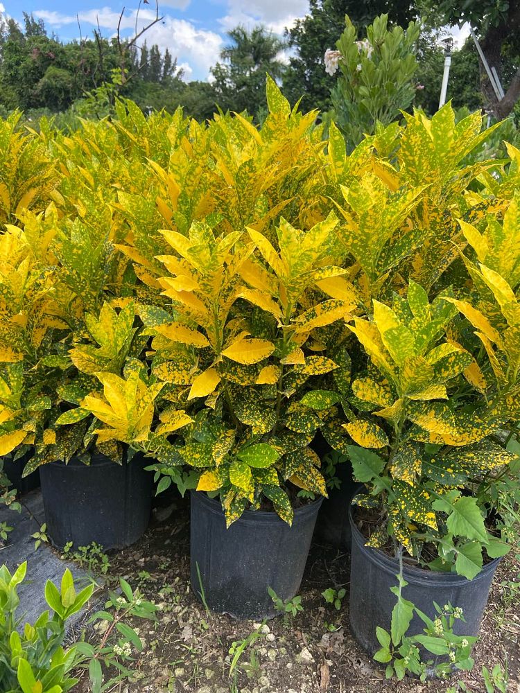 codiaeum-variegatum-gold-dust-croton