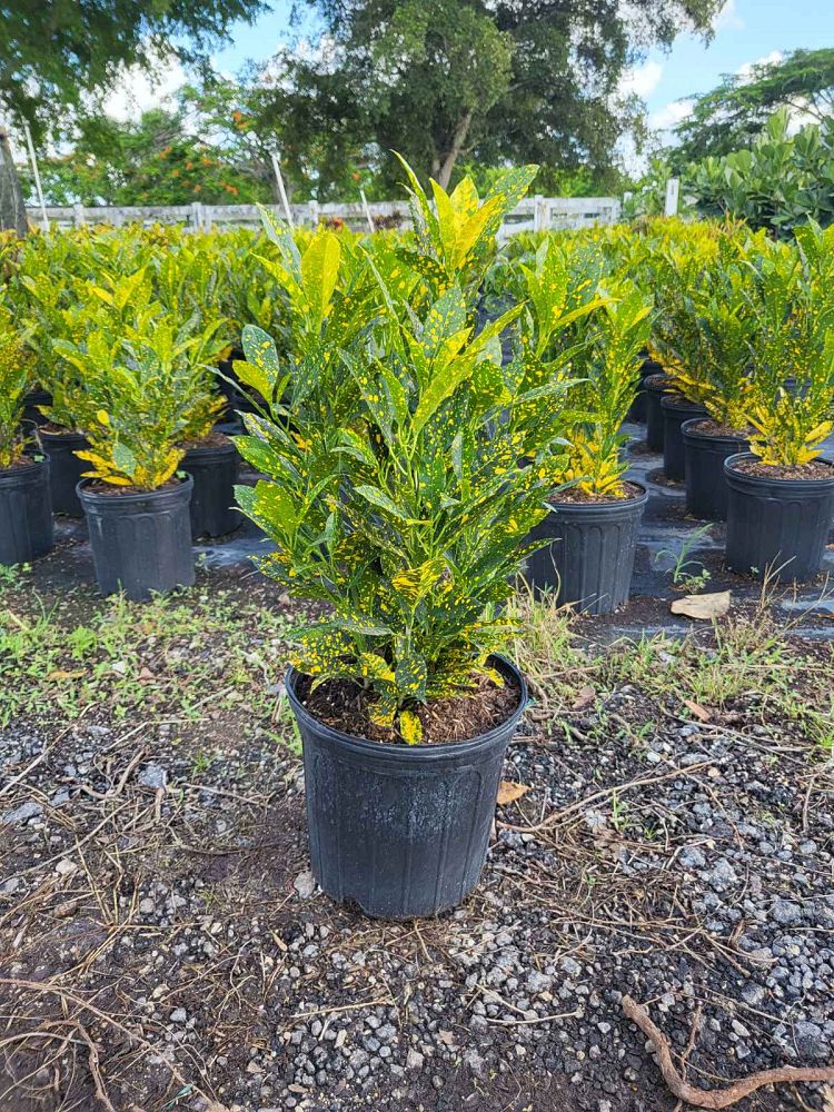 codiaeum-variegatum-gold-dust-croton