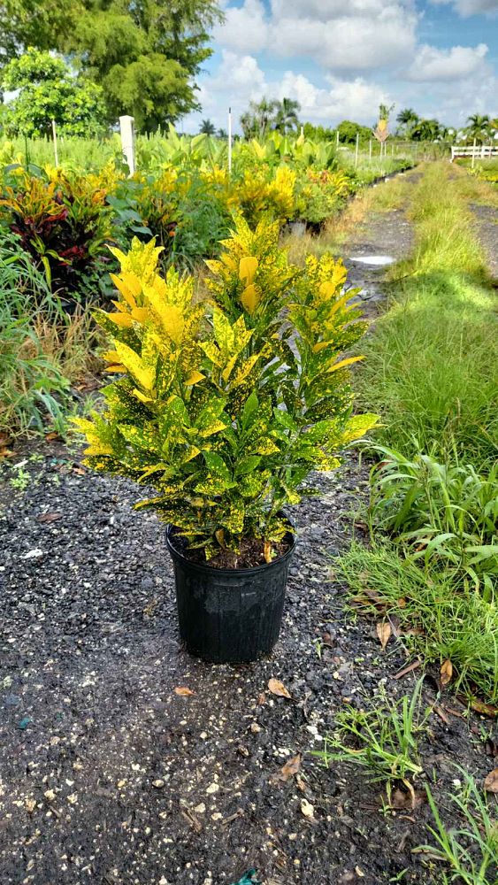 codiaeum-variegatum-gold-dust-croton