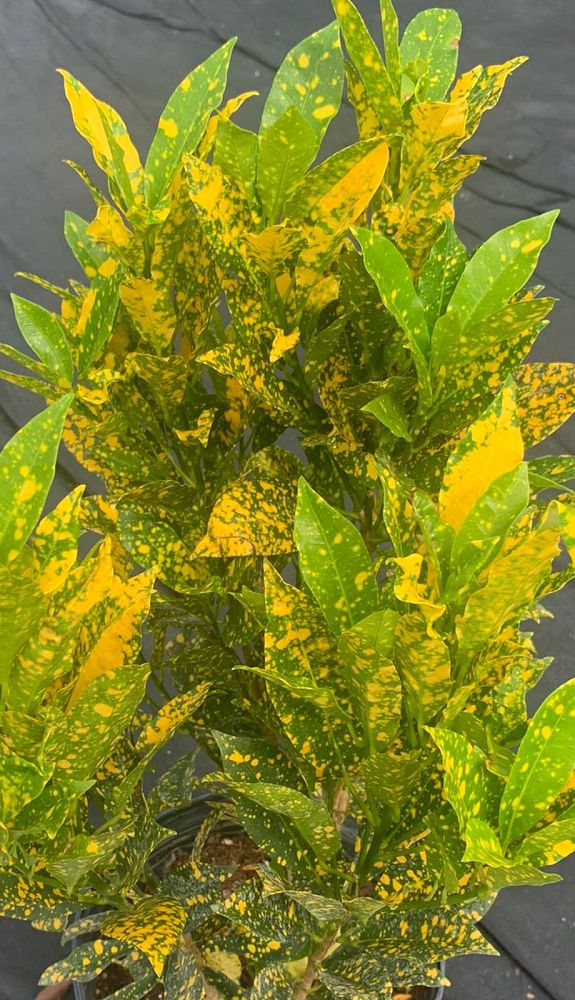 codiaeum-variegatum-gold-dust-croton