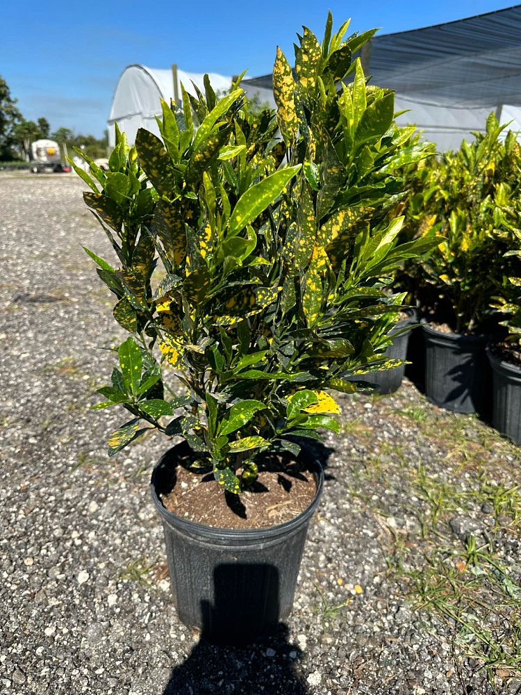codiaeum-variegatum-gold-dust-croton