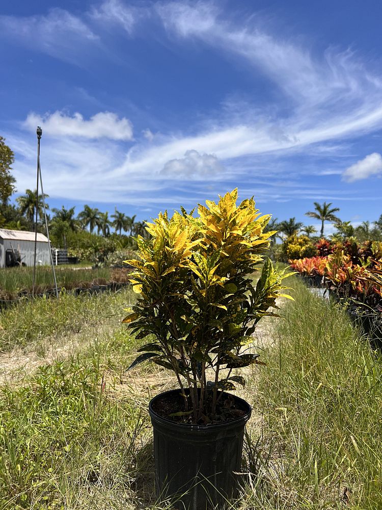 codiaeum-variegatum-gold-dust-croton