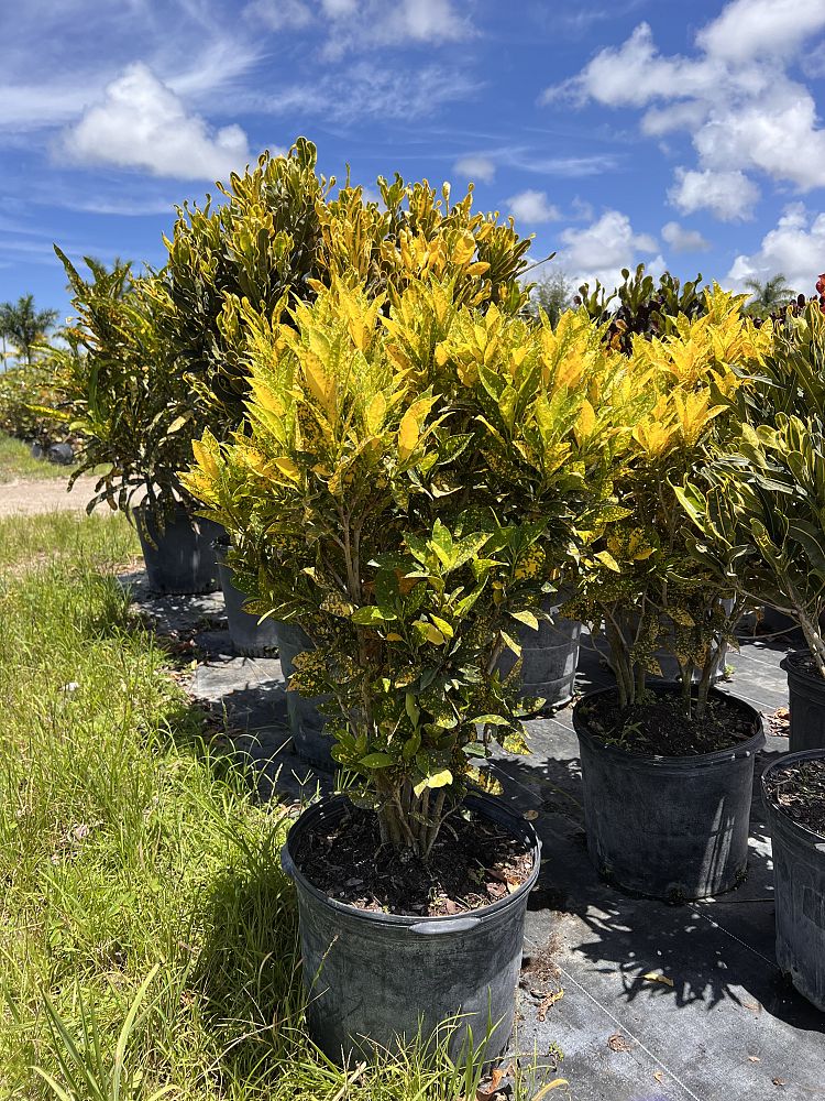 codiaeum-variegatum-gold-dust-croton