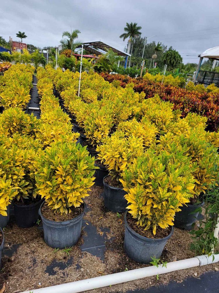codiaeum-variegatum-gold-dust-croton