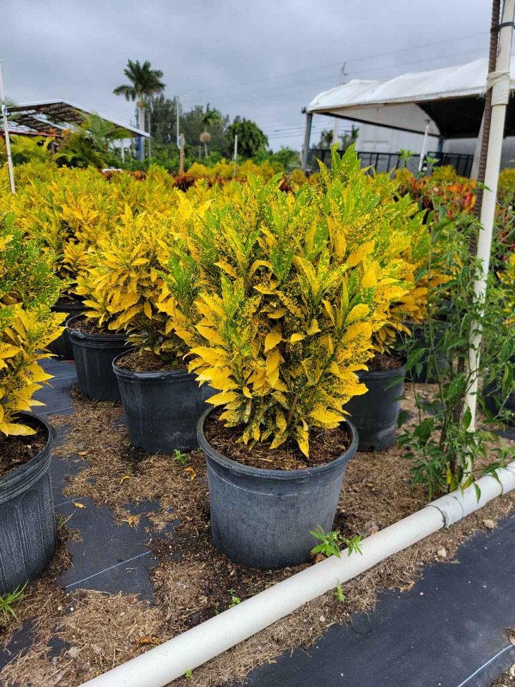 codiaeum-variegatum-gold-dust-croton