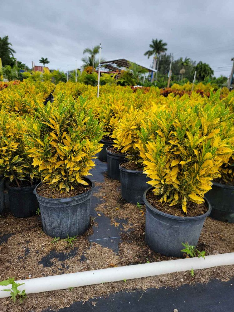 codiaeum-variegatum-gold-dust-croton