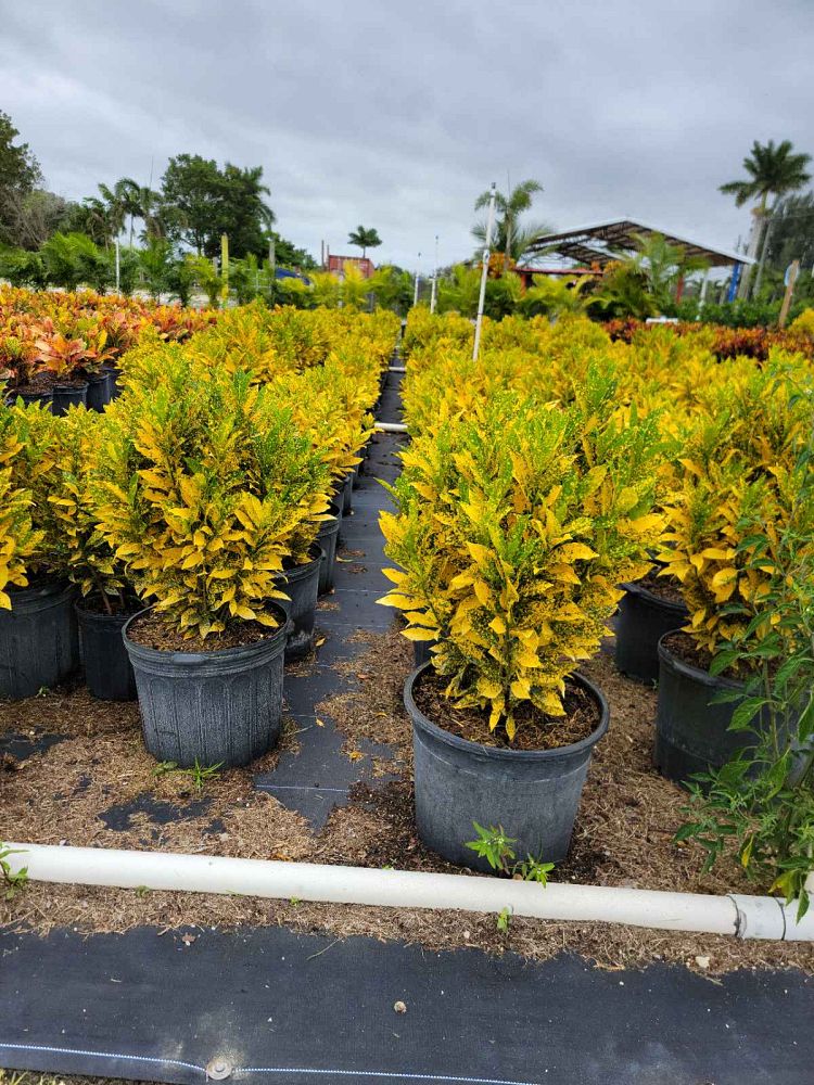 codiaeum-variegatum-gold-dust-croton
