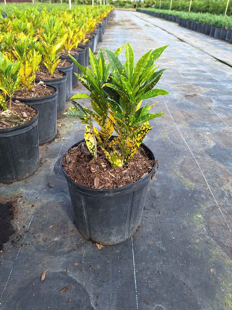 codiaeum-variegatum-gold-dust-croton