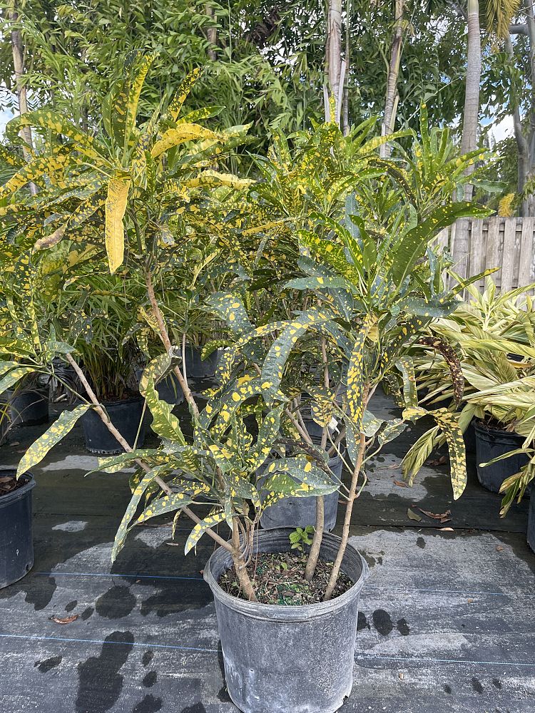 codiaeum-variegatum-gold-dust-croton