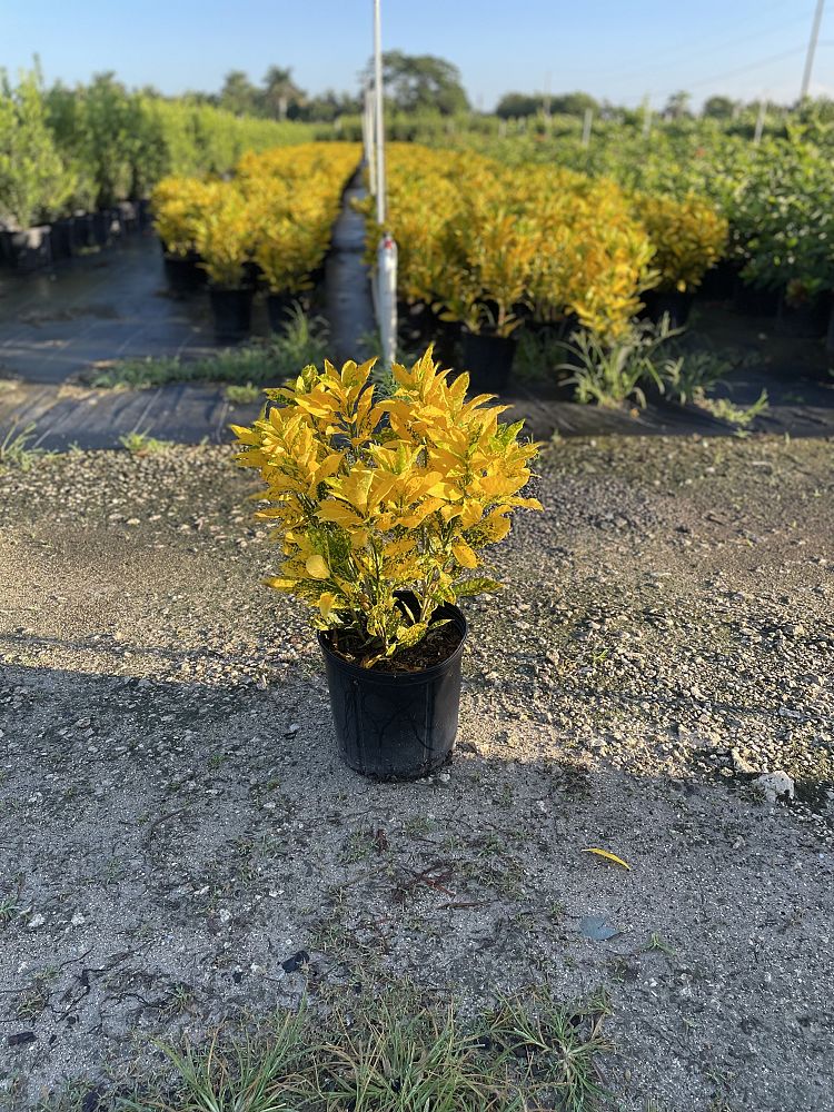 codiaeum-variegatum-gold-dust-croton