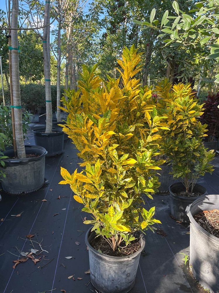 codiaeum-variegatum-gold-dust-croton