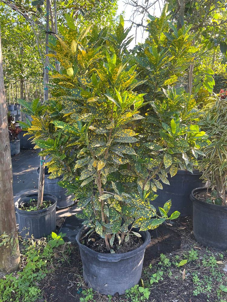 codiaeum-variegatum-gold-dust-croton