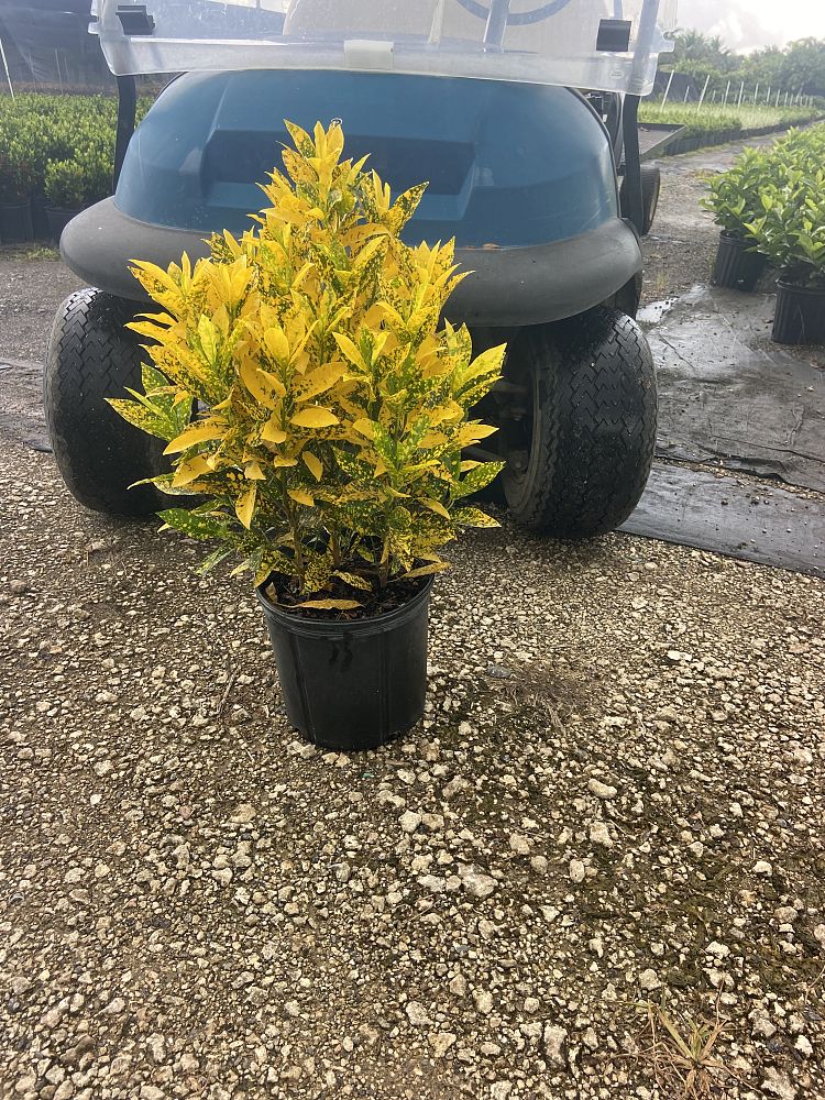codiaeum-variegatum-gold-dust-croton