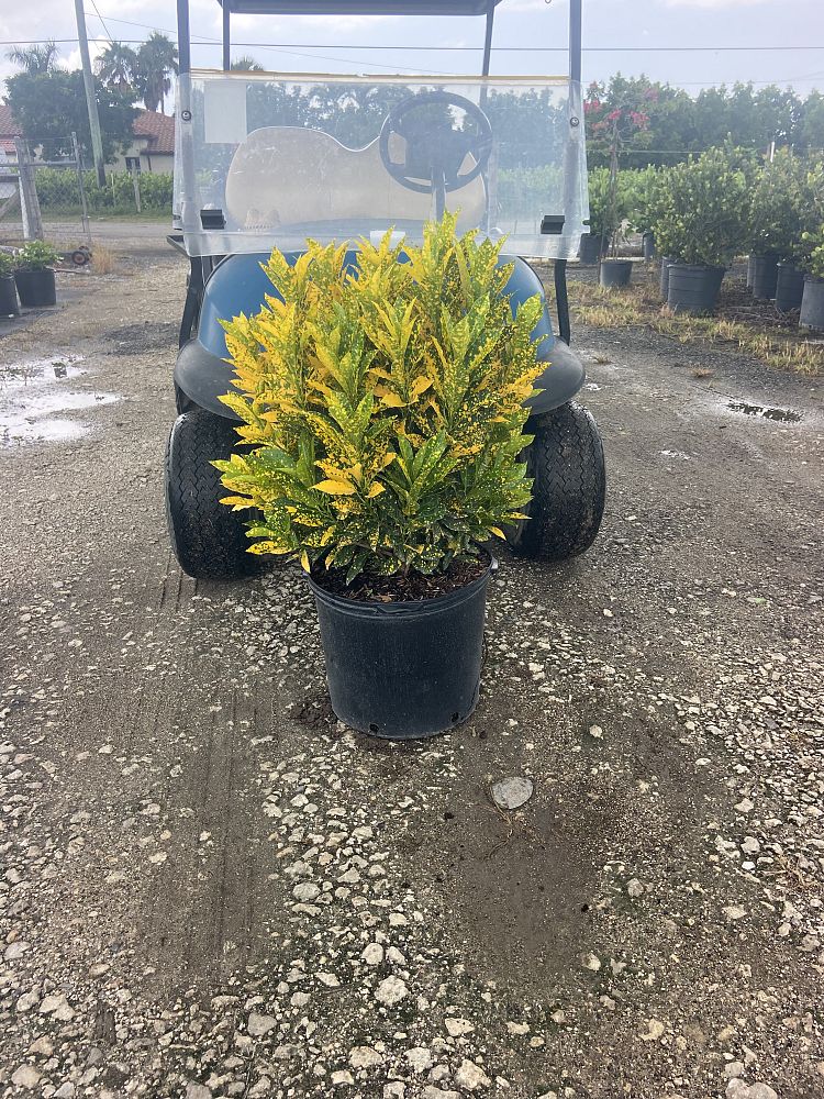 codiaeum-variegatum-gold-dust-croton