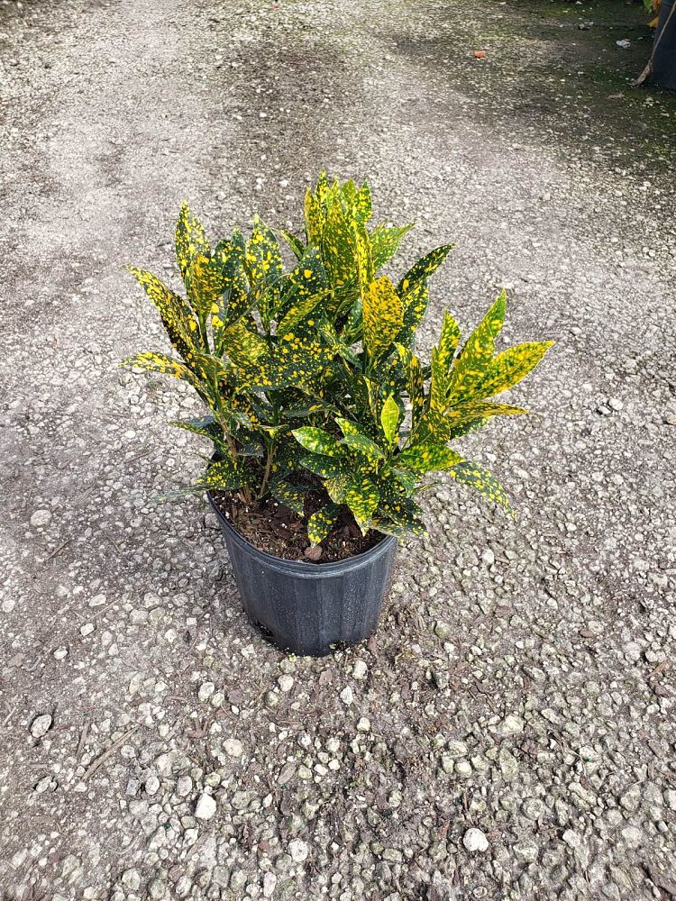 codiaeum-variegatum-gold-dust-croton