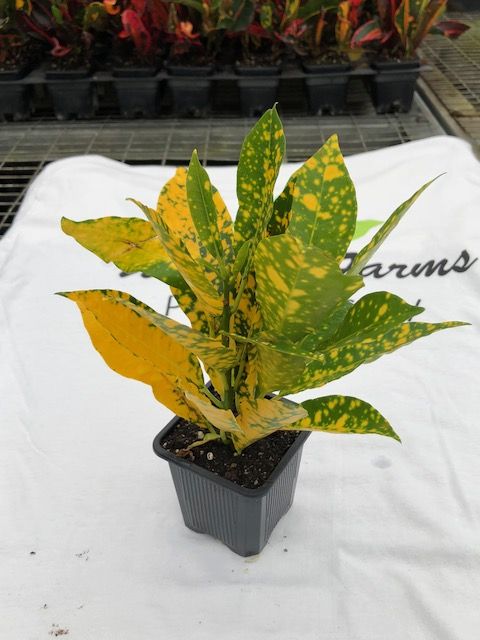 codiaeum-variegatum-gold-dust-croton