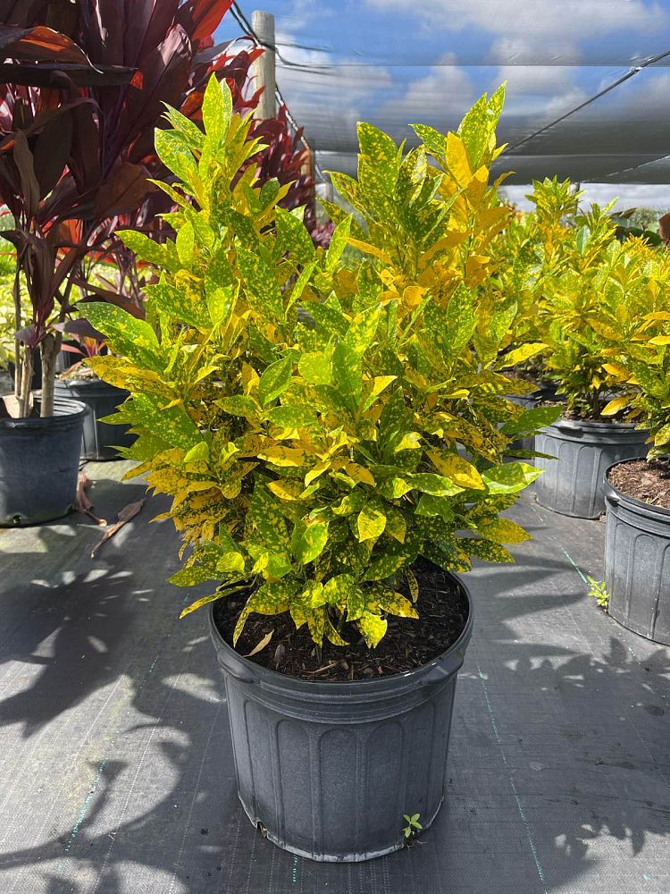 codiaeum-variegatum-gold-dust-croton