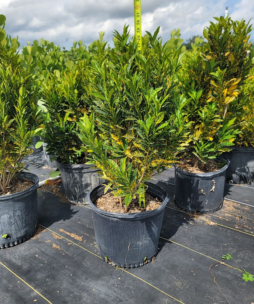 codiaeum-variegatum-gold-dust-croton