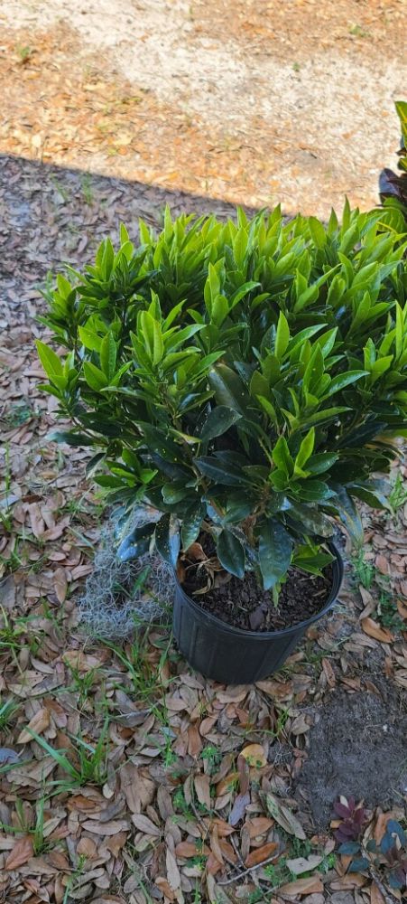 codiaeum-variegatum-gold-dust-croton