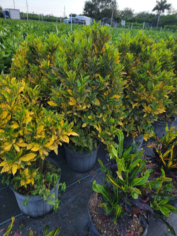 codiaeum-variegatum-gold-dust-croton