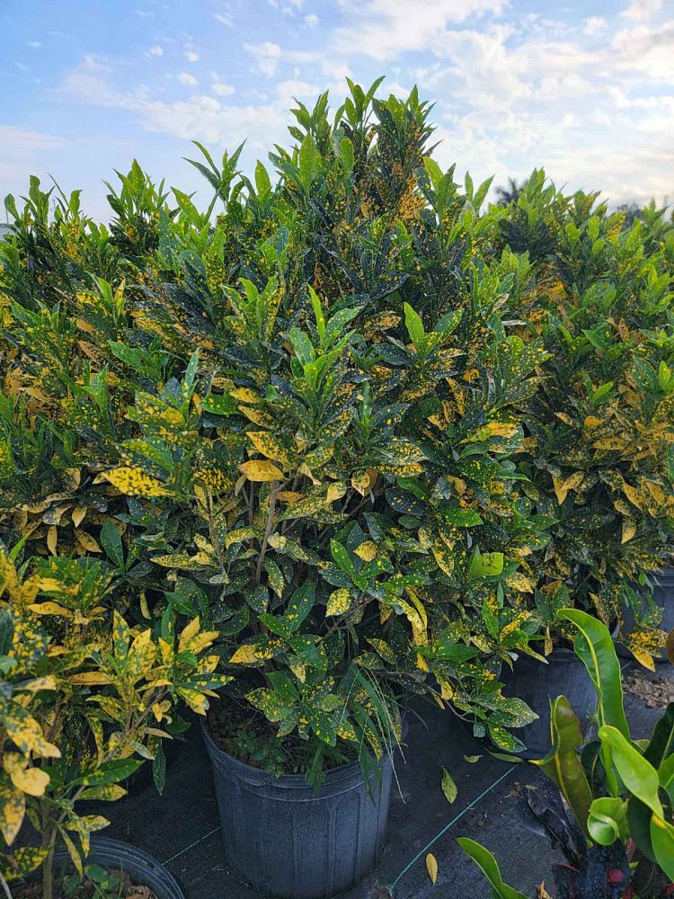codiaeum-variegatum-gold-dust-croton