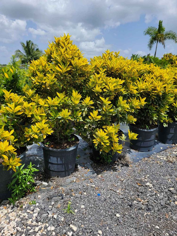 codiaeum-variegatum-gold-dust-croton