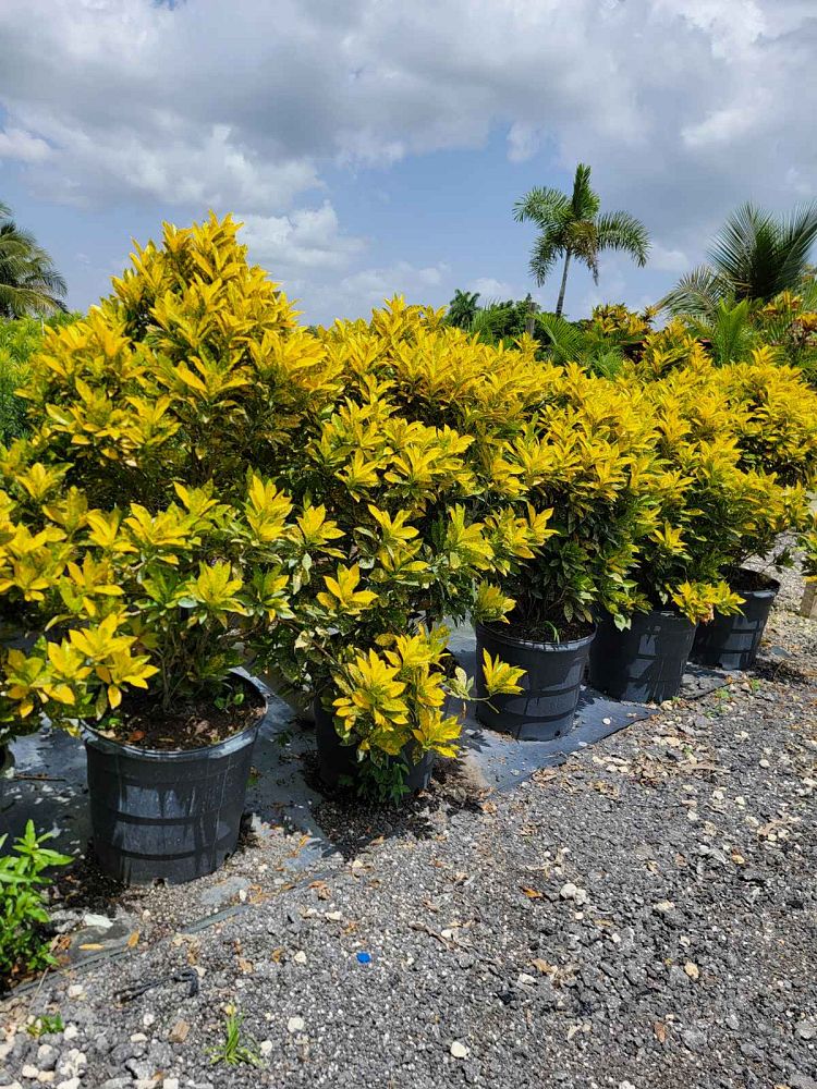 codiaeum-variegatum-gold-dust-croton