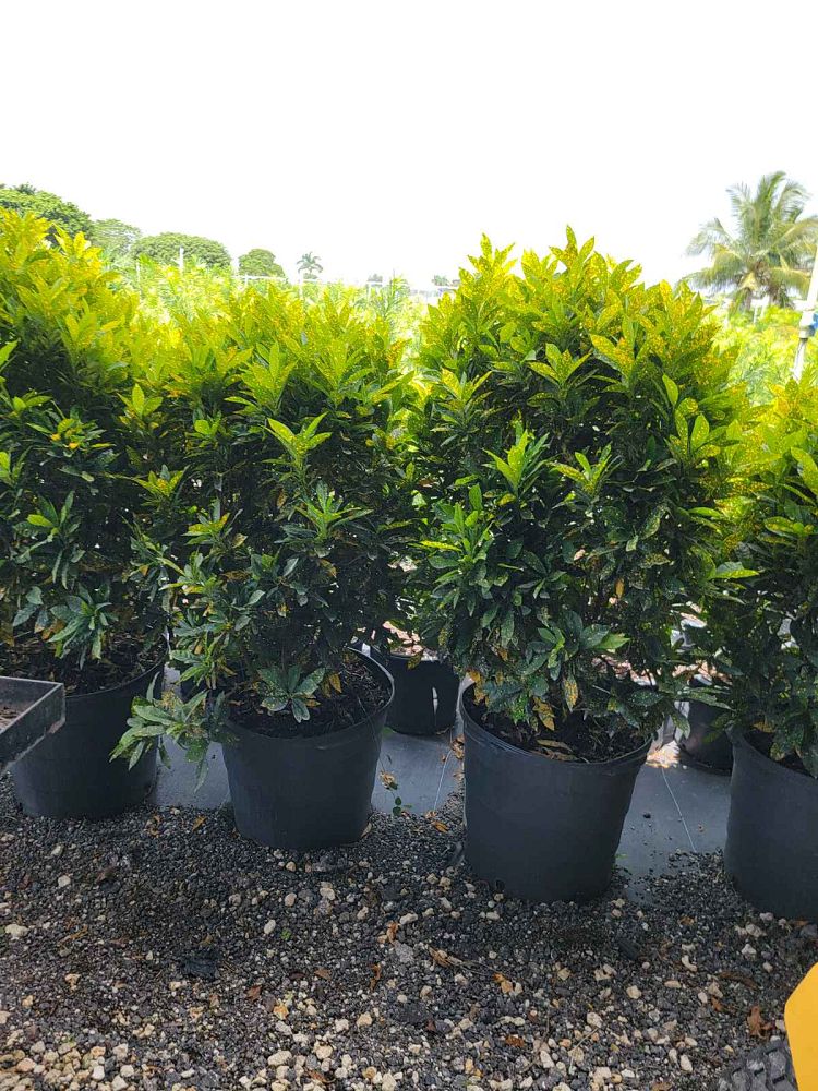 codiaeum-variegatum-gold-dust-croton