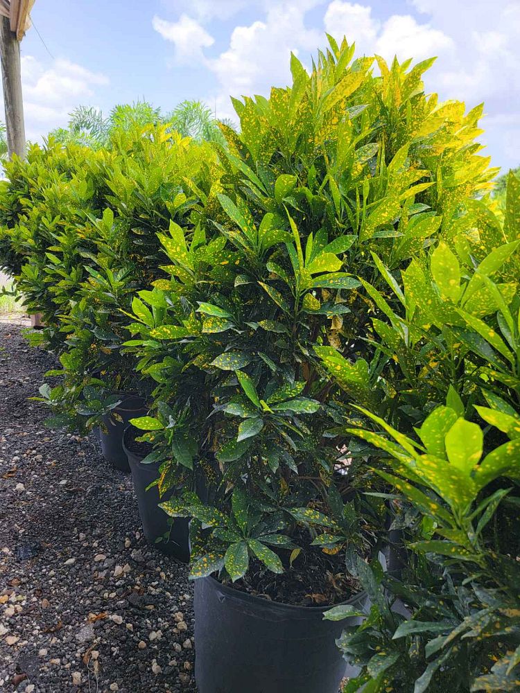 codiaeum-variegatum-gold-dust-croton