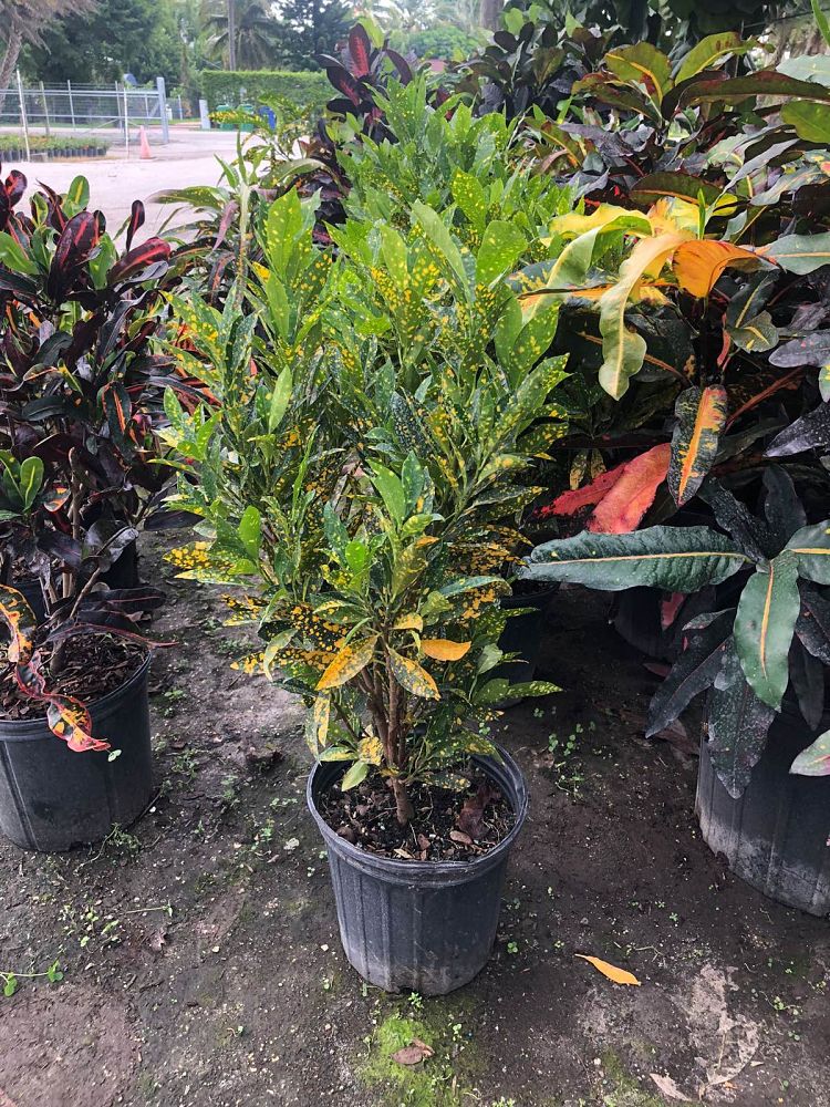 codiaeum-variegatum-gold-dust-croton