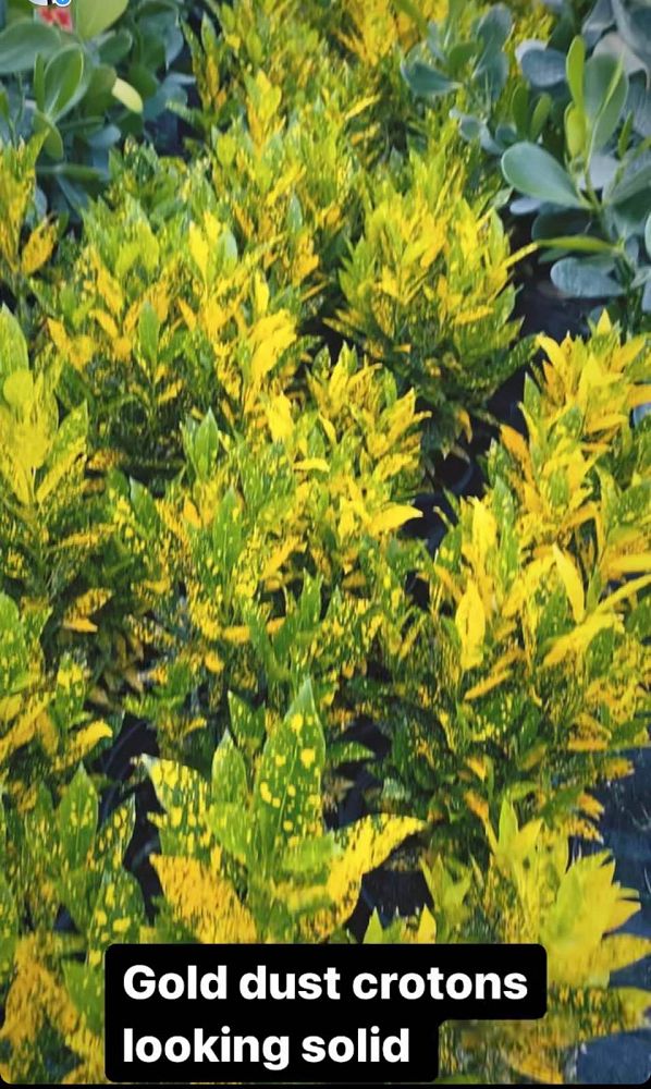 codiaeum-variegatum-gold-dust-croton