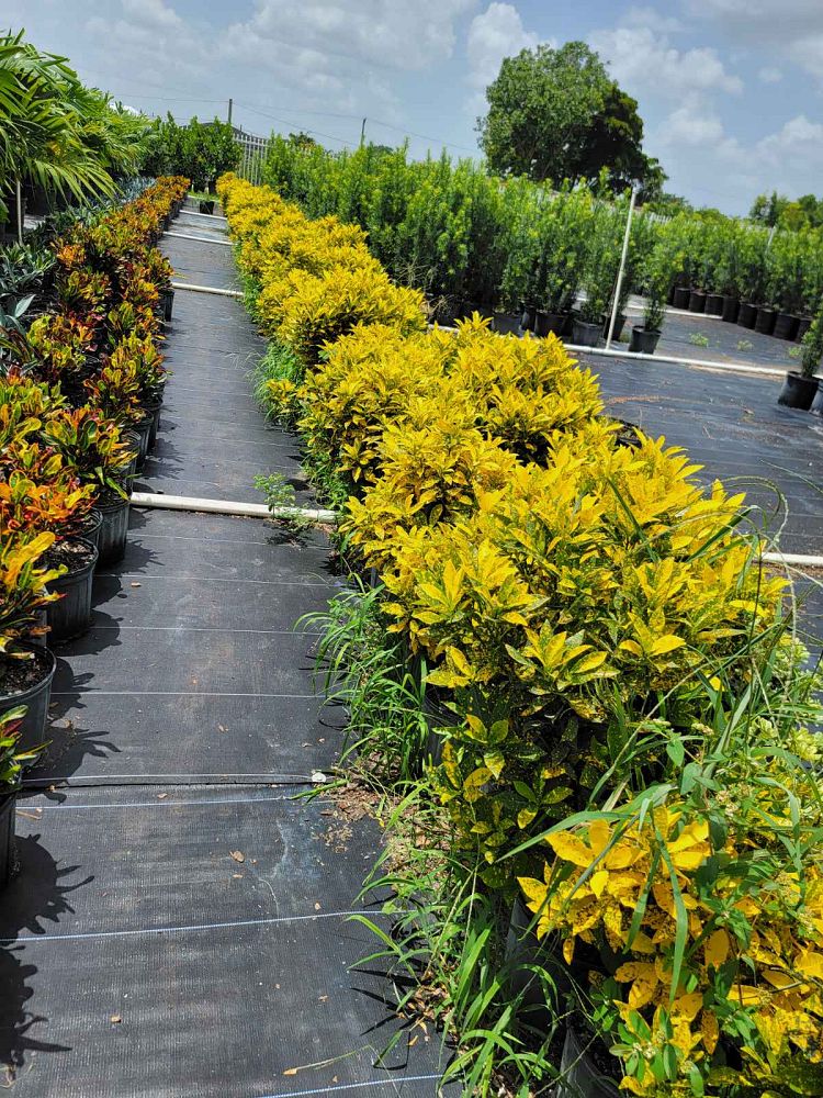codiaeum-variegatum-gold-dust-croton