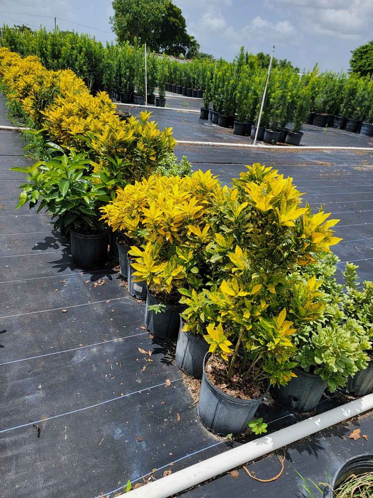 codiaeum-variegatum-gold-dust-croton