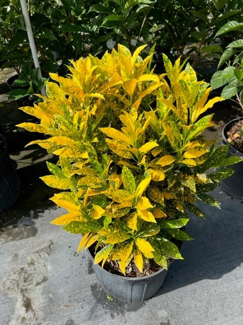 codiaeum-variegatum-gold-dust-croton