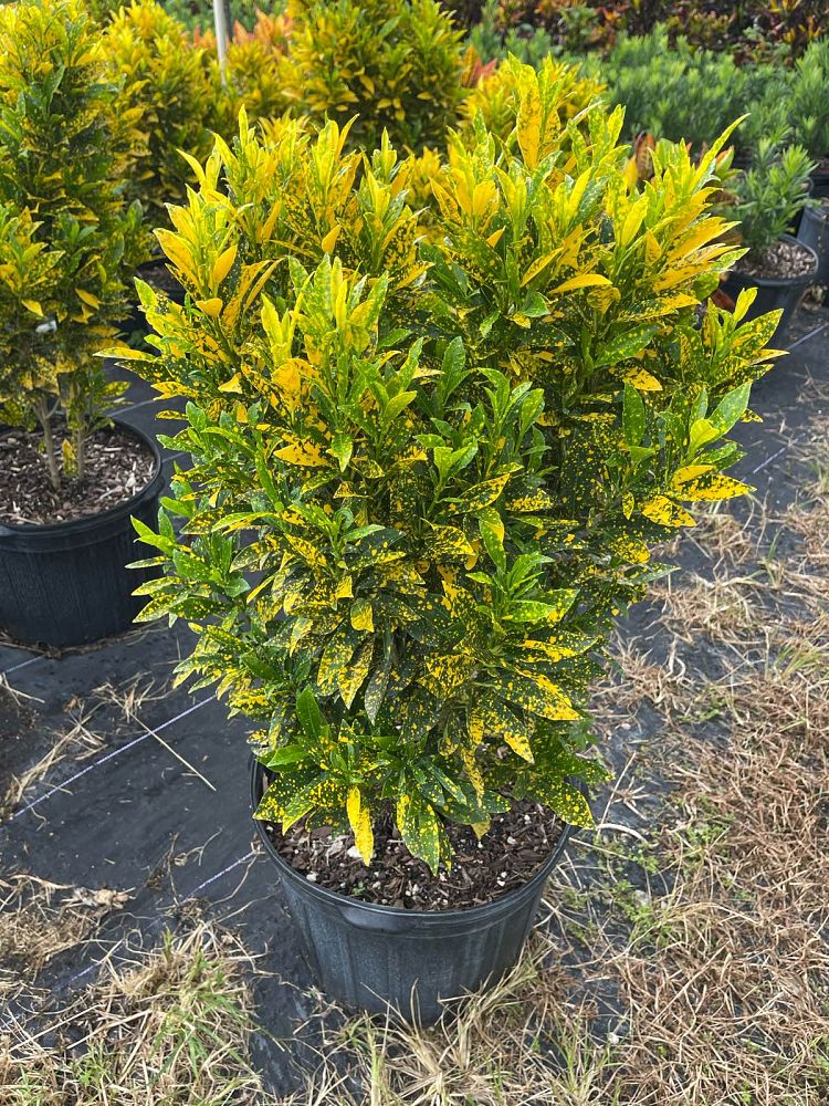 codiaeum-variegatum-gold-dust-croton