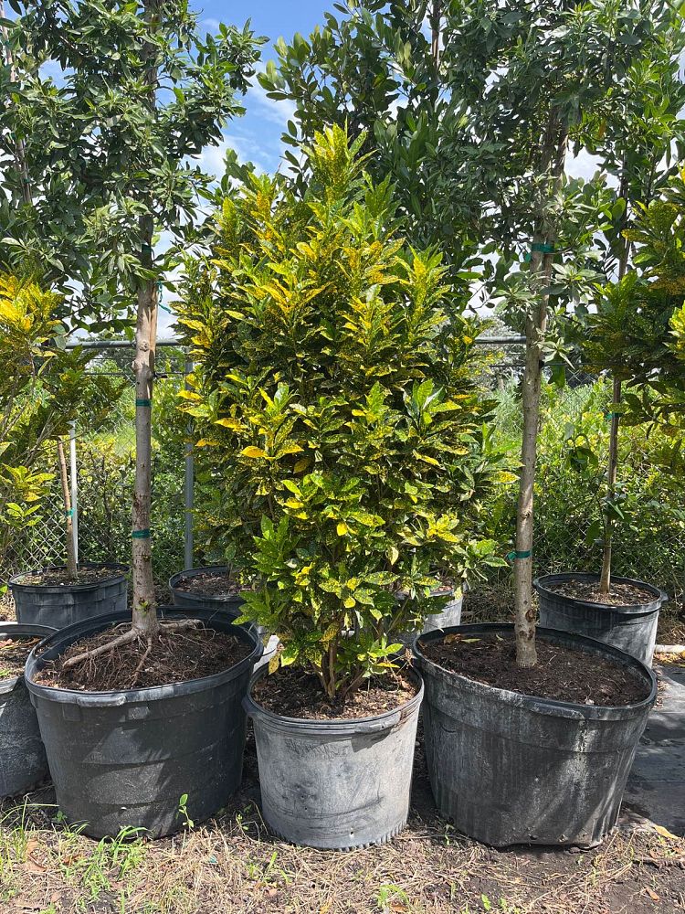 codiaeum-variegatum-gold-dust-croton