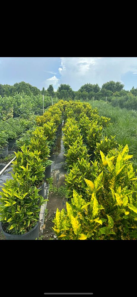 codiaeum-variegatum-gold-dust-croton