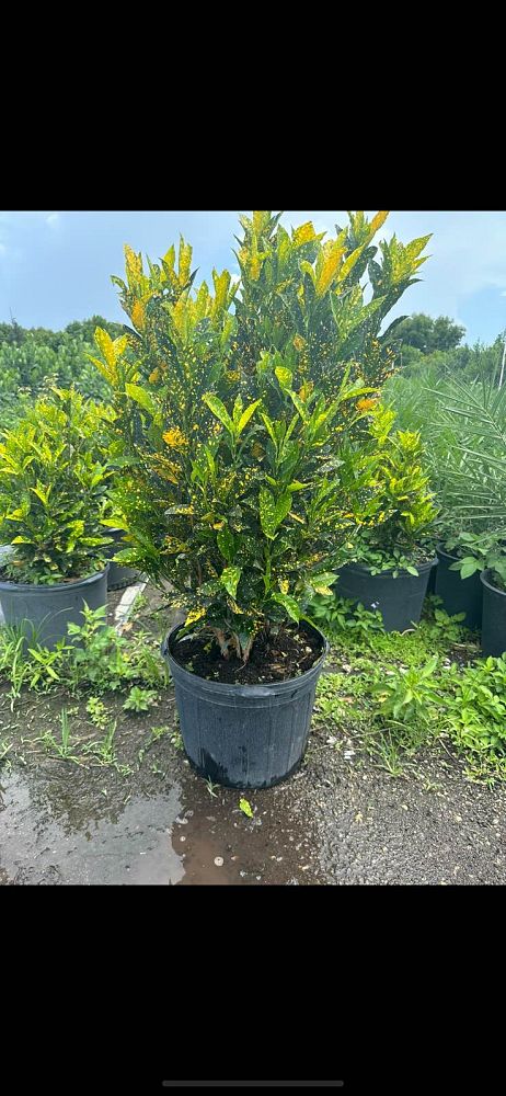 codiaeum-variegatum-gold-dust-croton
