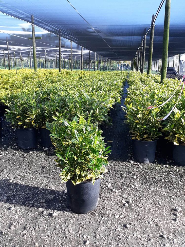 codiaeum-variegatum-gold-dust-croton