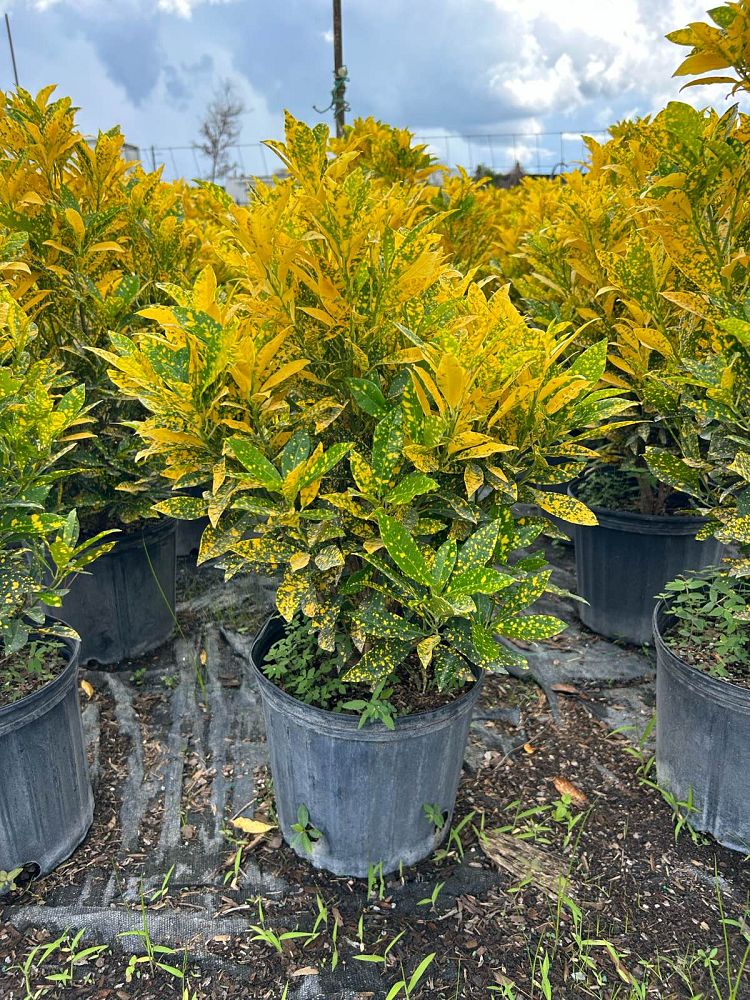 codiaeum-variegatum-gold-dust-croton