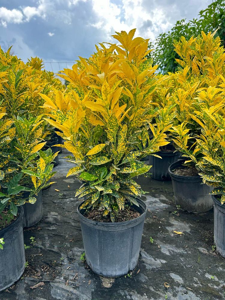 codiaeum-variegatum-gold-dust-croton