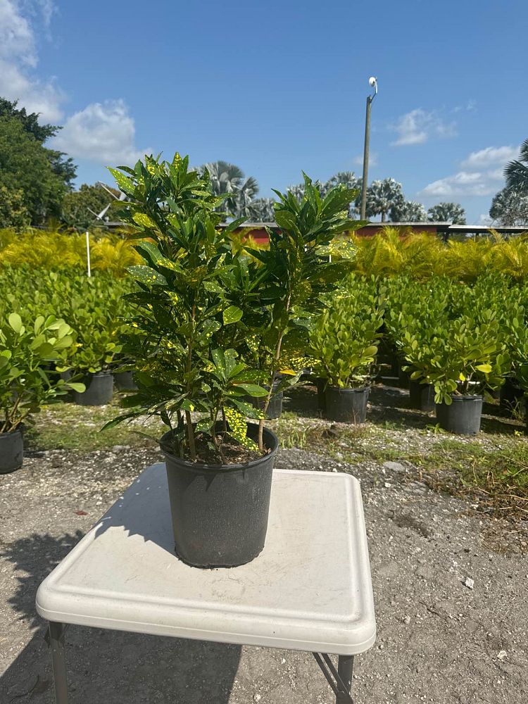 codiaeum-variegatum-gold-dust-croton