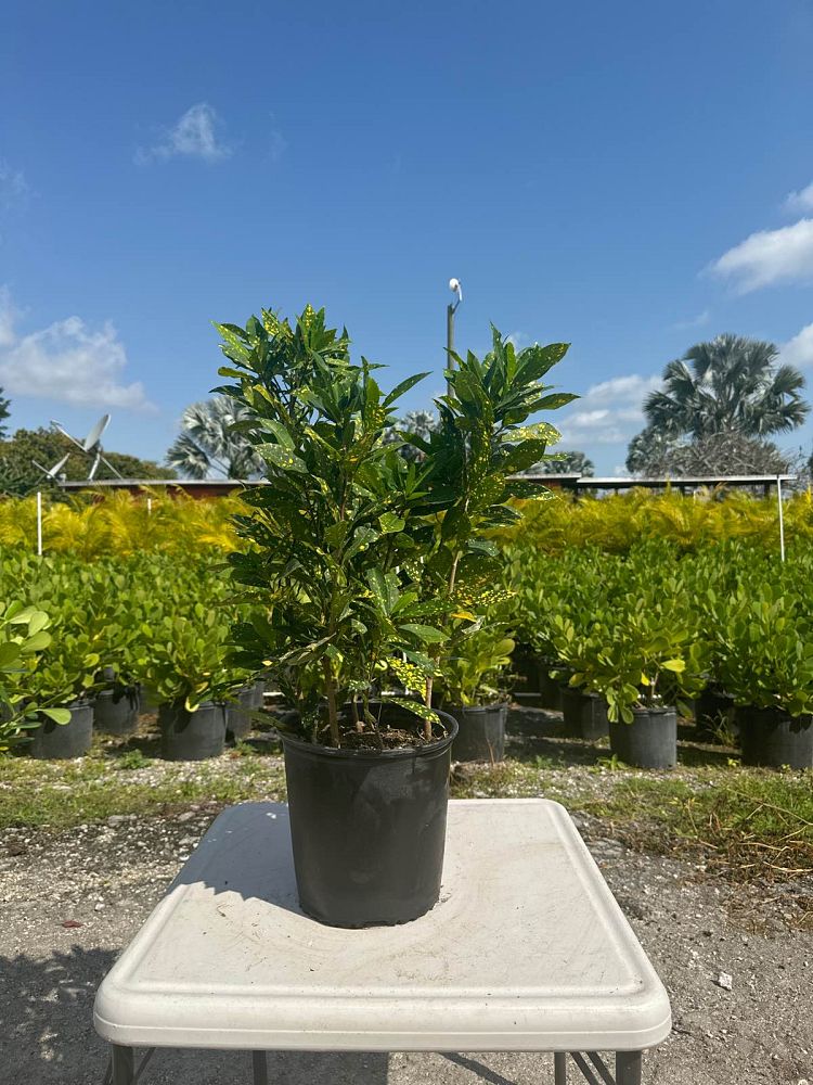 codiaeum-variegatum-gold-dust-croton