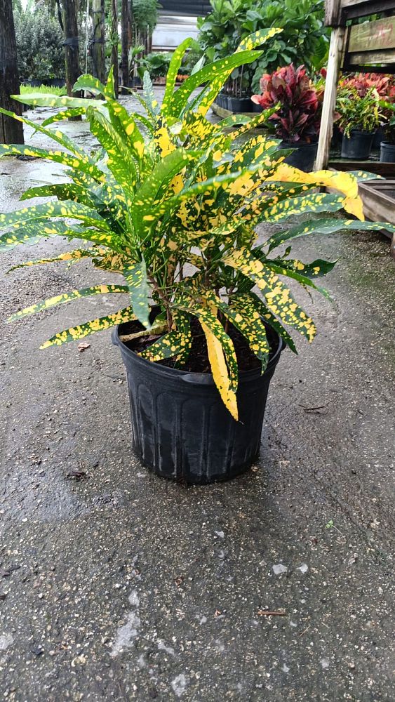 codiaeum-variegatum-gold-dust-croton