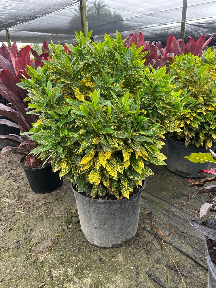 codiaeum-variegatum-gold-dust-croton