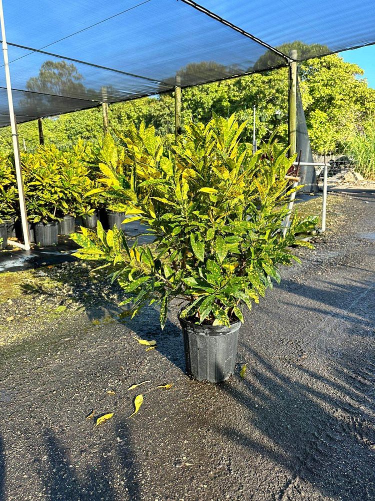 codiaeum-variegatum-gold-dust-croton