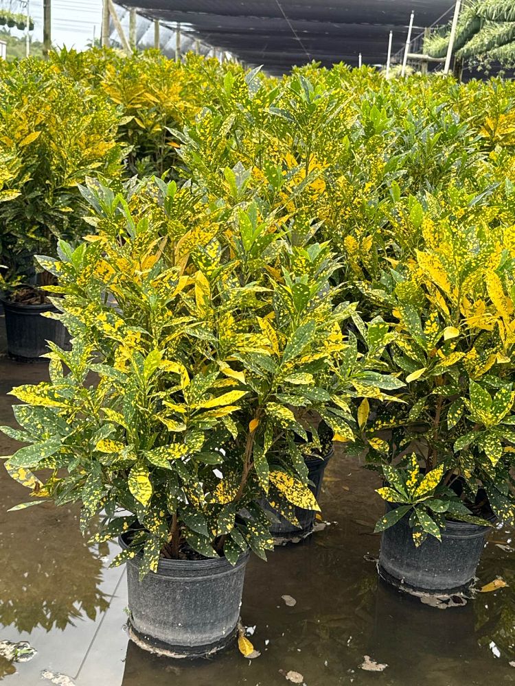 codiaeum-variegatum-gold-dust-croton